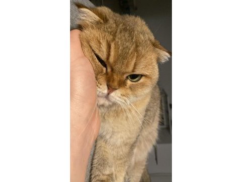 Scottish fold kedimiz bademi ücretsiz sahiplendiriyoruz