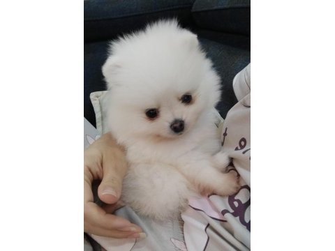 Pomeranian boo dişi ayı surat