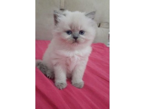 Muhteşem güzellikte british shorthair blue point