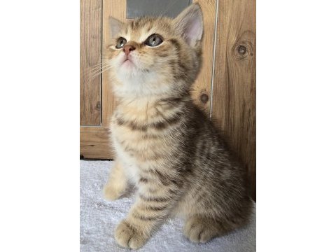 Yavrular british longhair silver point ve gold