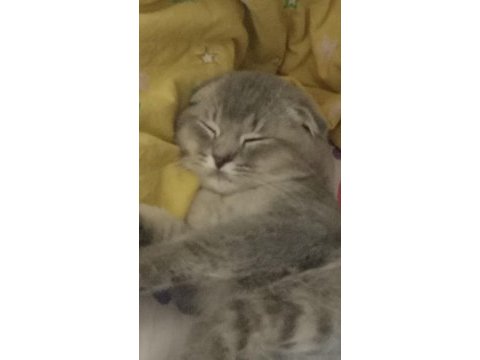 4 aylık scottish fold erkek