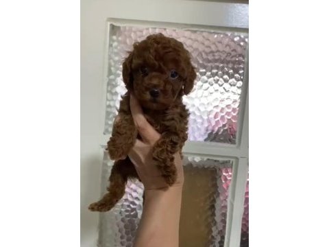 Annesinin yanında büyüyen poodle bebeğim