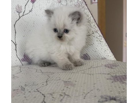 Kar topu british longhair bebek
