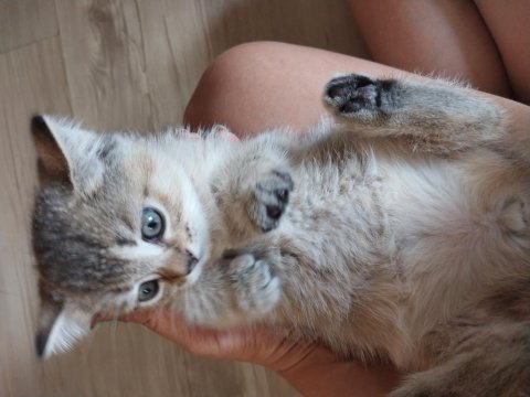 Dişi ve erkek scottish fold