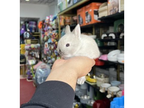 Cüce bebek yavrularımız hazır