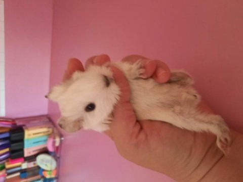Sheltie guinea pig yavrumuz