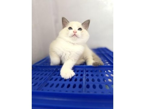 Ragdoll yavrular dişi erkek