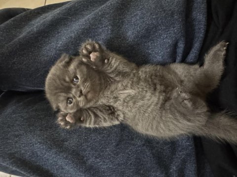 Scottish fold ve british shorthair