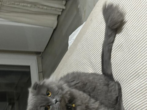 1.5 yaşında scottish fold