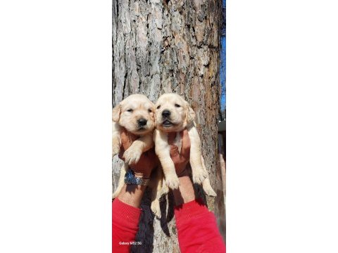 Golden retriever yavrularım