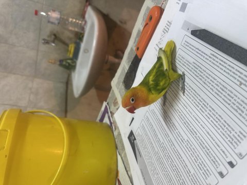 Mutasyon renk güzeli cennet papağanı