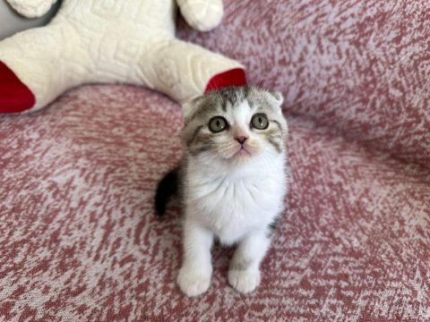 Tatlı scottish fold