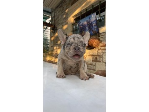 Renkli gözlü ırk garantili aşılı french bulldog yavrularım