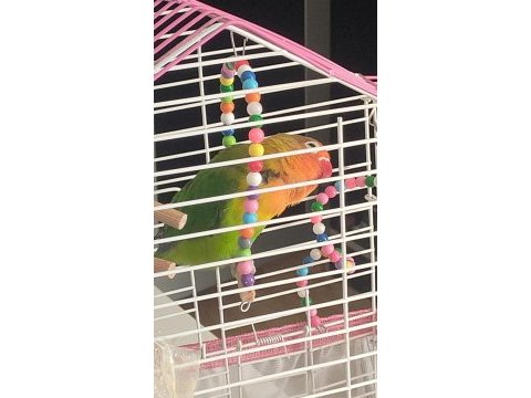 6 aylık cennet papağanı