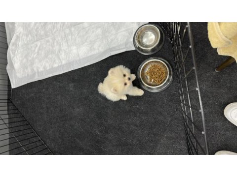 Irk ve sağlık garantili 3 aylık dişi pomeranian boo