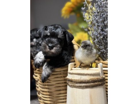 Fcı pedigreeli miniature schnauzer yavruları