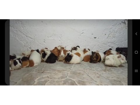 Ginepig ve tavşan