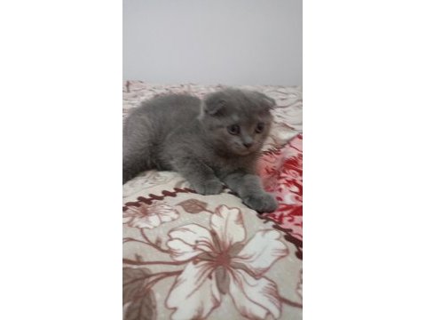 Sahibinden scottish fold 55 günlük