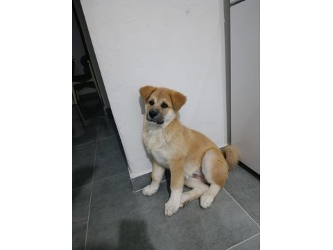 Akita inu 108 günlük