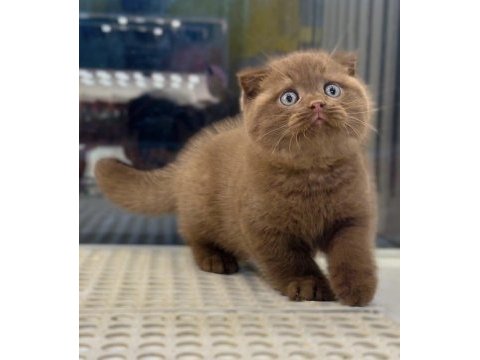 Cinnamon scottish fold yavrularımız 