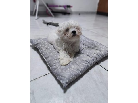 Maltese terrier adrese teslim, kapıda ödeme yapabilirsiniz