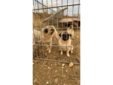 İki dişi ve bir erkek pug