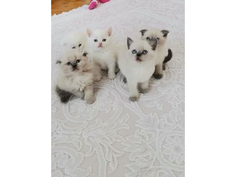 British shorthair yavrularımız teslime hazır hale gelmiştir