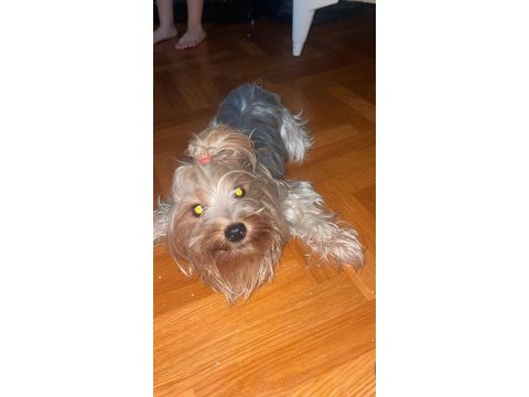 Yorkshire terrier köpeği
