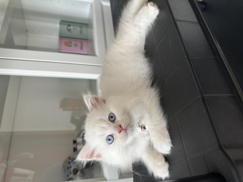Masmavi gözlü - bembeyaz british longhair