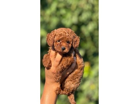 Ultra kaliteli poodle yavrular