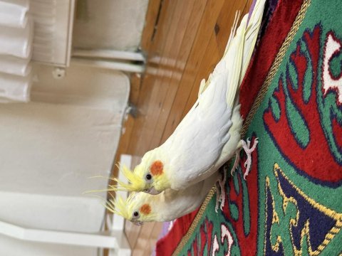 Çift lutino sultan papağanı