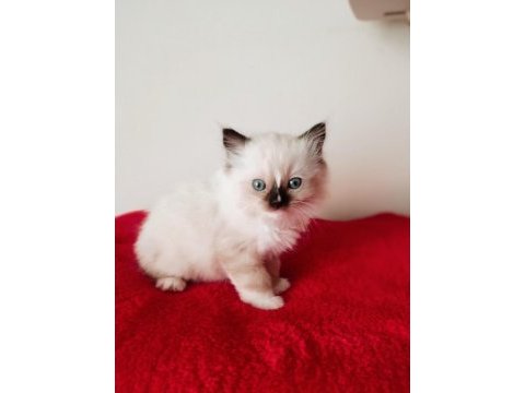 Uygun fiyata ragdoll yavru