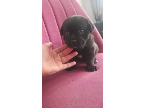 26 günlük dişi erkek yavru pug