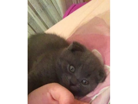2,5 aylık bebek scottish fold