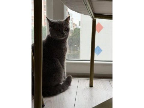 Ücretsiz sahiplendirilecek kedimiz 3 yaşında