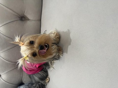 Yorkie terrier eğitimli kızımız