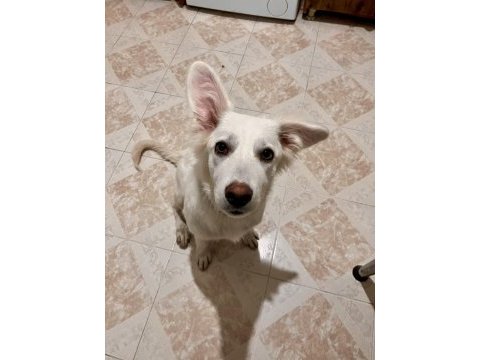 Rus finosu melez köpeğim