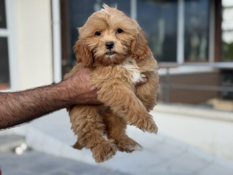 Petmode köpek çiftliğinden ziyarete açık maltipoo
