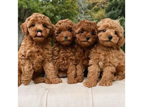 Mükemmel anatomide toy poodle yavrular
