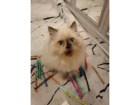 Lunamız sahibini bekliyor chinchilla