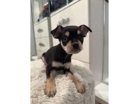 2 aylık erkek yavru chihuahua