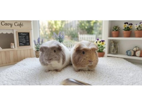 Safkan lilac renk coronetler çikolata blue ginepig
