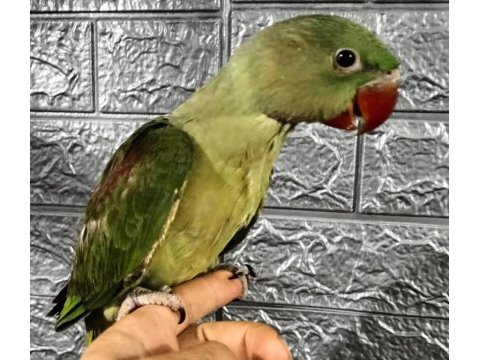 El besleme alexander papağanları 81 ile gönderim vardır