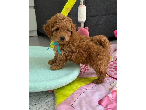 Kıpkırmızı maltipoo bebekler yeni evine gitmeye hazır