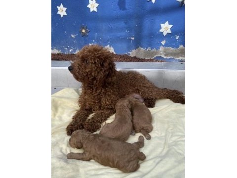 Safkan poodle yavrular