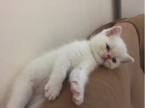 Yakışıklı yaklaşık 2 aylık chinchilla bebek