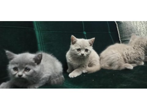 Safkan british shorthair yavrular
