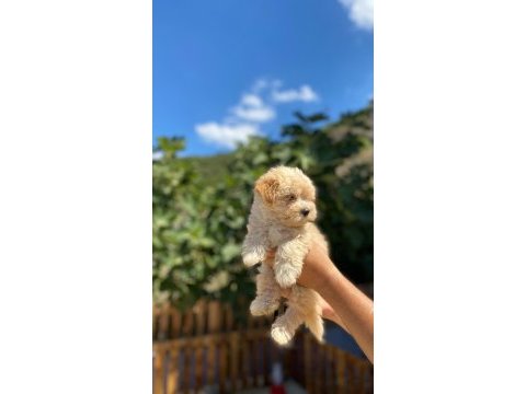 Maltipoo yavrularımız