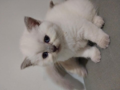 10 mayıs doğumlu scottish fold bebekler ailelerini arıyor