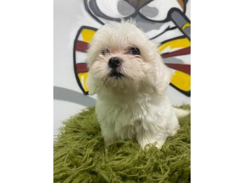 Maltese terrier